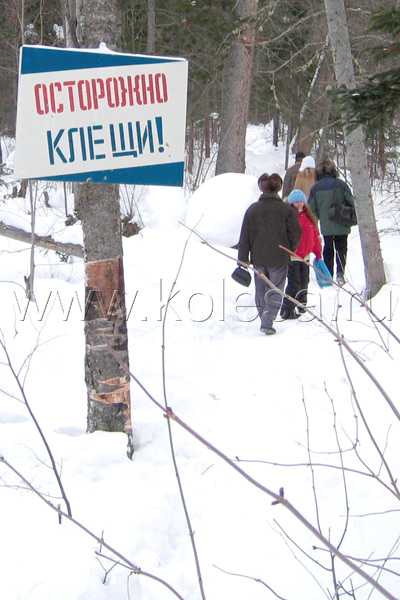 Во дают: зимостойкие клещи!
Cибирский характер!